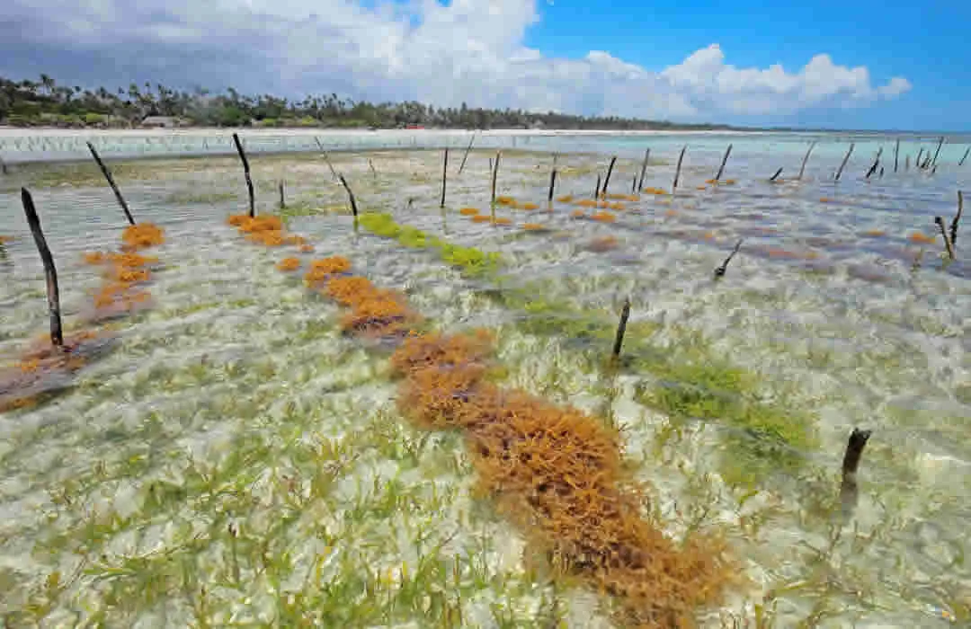 The Magic of Seaweed and Carbon Credits Opportunities